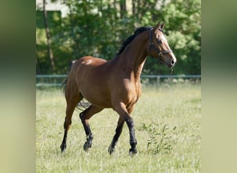 Holsteiner, Merrie, 13 Jaar, 166 cm, Bruin