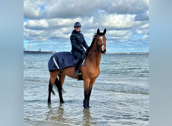 Holsteiner, Merrie, 13 Jaar, 166 cm, Bruin