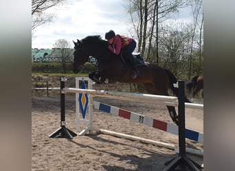 Holsteiner, Merrie, 13 Jaar, 166 cm, Donkerbruin