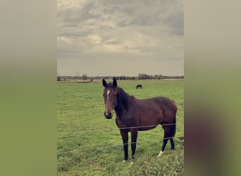 Holsteiner, Merrie, 13 Jaar, 166 cm, Donkerbruin