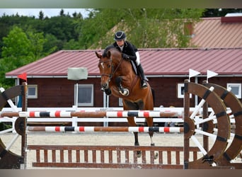 Holsteiner, Merrie, 13 Jaar, 167 cm, Bruin