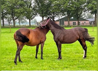 Holsteiner, Merrie, 13 Jaar, 167 cm, Zwartbruin