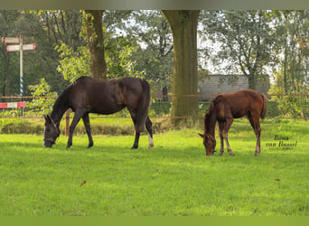 Holsteiner, Merrie, 13 Jaar, 167 cm, Zwartbruin