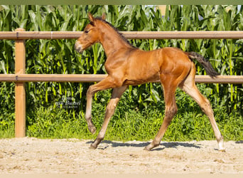 Holsteiner, Merrie, 13 Jaar, 167 cm, Zwartbruin