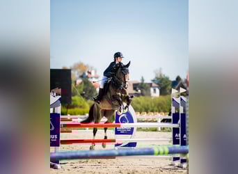 Holsteiner, Merrie, 13 Jaar, 168 cm, Donkerbruin