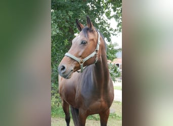 Holsteiner, Merrie, 13 Jaar, 168 cm, Donkerbruin