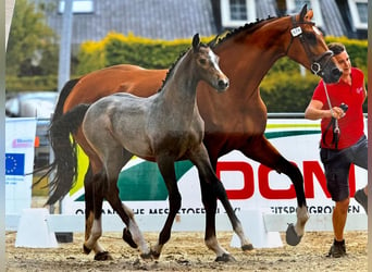 Holsteiner, Merrie, 13 Jaar, 169 cm, Bruin