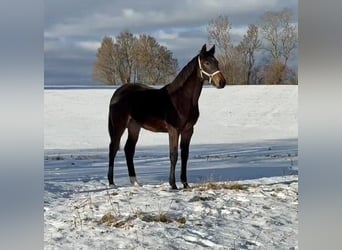 Holsteiner, Merrie, 13 Jaar, 169 cm, Bruin
