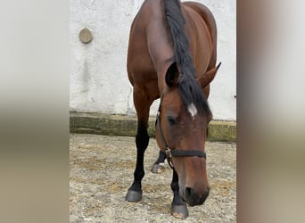 Holsteiner, Merrie, 13 Jaar, 169 cm, Bruin