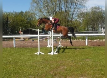 Holsteiner, Merrie, 13 Jaar, 169 cm, Bruin