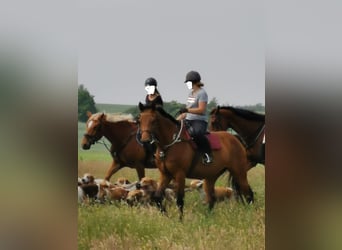 Holsteiner, Merrie, 13 Jaar, 169 cm, Bruin