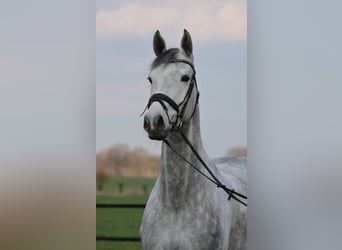 Holsteiner, Merrie, 13 Jaar, 169 cm, Schimmel