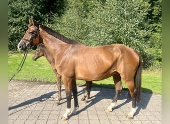 Holsteiner, Merrie, 13 Jaar, 170 cm, Bruin