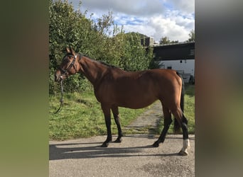 Holsteiner, Merrie, 13 Jaar, 171 cm, Bruin