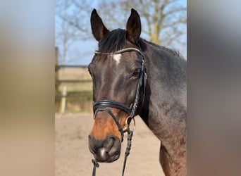 Holsteiner, Merrie, 13 Jaar, 171 cm, Bruin