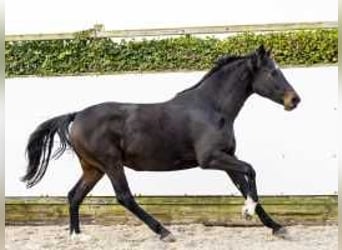 Holsteiner, Merrie, 13 Jaar, 171 cm, Donkerbruin