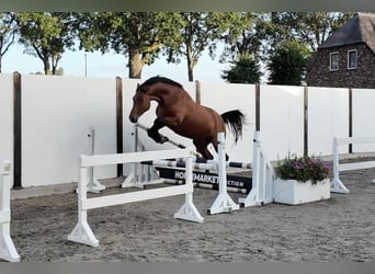 Holsteiner, Merrie, 13 Jaar, 172 cm, Bruin