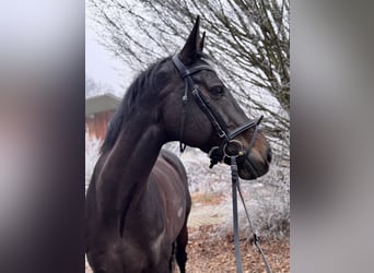 Holsteiner, Merrie, 13 Jaar, 172 cm