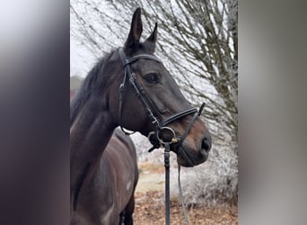 Holsteiner, Merrie, 13 Jaar, 172 cm