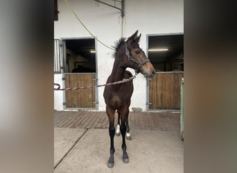 Holsteiner, Merrie, 13 Jaar, 175 cm, Donkerbruin