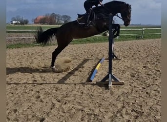 Holsteiner, Merrie, 13 Jaar, 175 cm, Donkerbruin