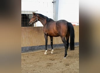 Holsteiner, Merrie, 13 Jaar, 175 cm, Donkerbruin