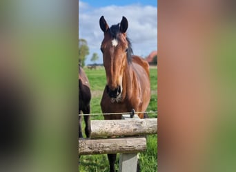 Holsteiner, Merrie, 13 Jaar, 175 cm, Donkerbruin