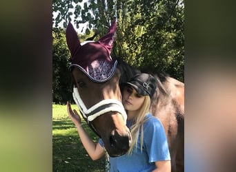 Holsteiner, Merrie, 14 Jaar, 162 cm, Bruin