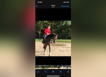 Holsteiner, Merrie, 14 Jaar, 162 cm, Bruin