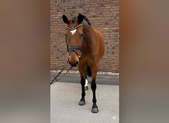 Holsteiner, Merrie, 14 Jaar, 165 cm, Bruin