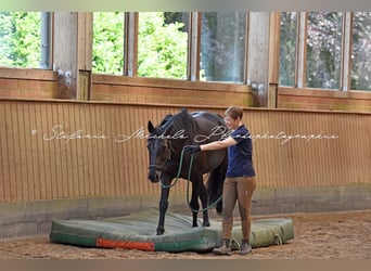 Holsteiner, Merrie, 14 Jaar, 165 cm, Donkerbruin
