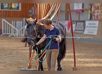 Holsteiner, Merrie, 14 Jaar, 165 cm, Donkerbruin