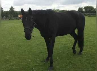 Holsteiner, Merrie, 14 Jaar, 165 cm, Donkerbruin