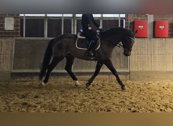Holsteiner, Merrie, 14 Jaar, 165 cm, Zwartbruin