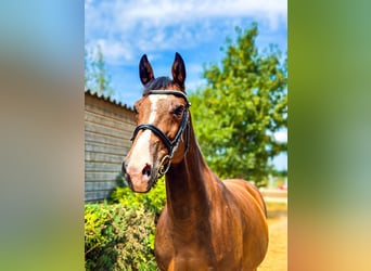 Holsteiner, Merrie, 14 Jaar, 167 cm, Bruin