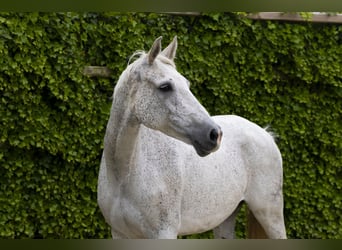 Holsteiner, Merrie, 14 Jaar, 167 cm, Schimmel