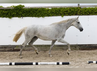 Holsteiner, Merrie, 14 Jaar, 167 cm, Schimmel