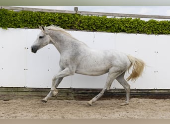 Holsteiner, Merrie, 14 Jaar, 167 cm, Schimmel