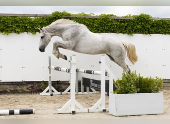 Holsteiner, Merrie, 14 Jaar, 167 cm, Schimmel