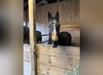 Holsteiner, Merrie, 14 Jaar, 168 cm, Bruin