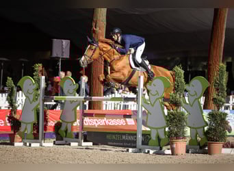 Holsteiner, Merrie, 14 Jaar, 173 cm, Vos