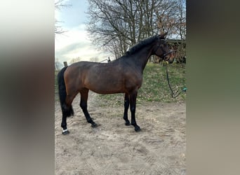 Holsteiner, Merrie, 14 Jaar, 175 cm, Bruin