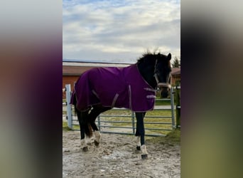 Holsteiner, Merrie, 14 Jaar, 179 cm, Bruin