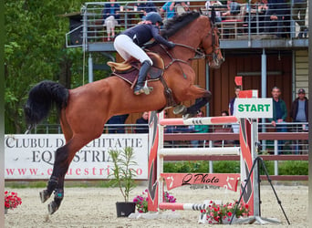 Holsteiner Mix, Merrie, 14 Jaar, 182 cm, Roodbruin