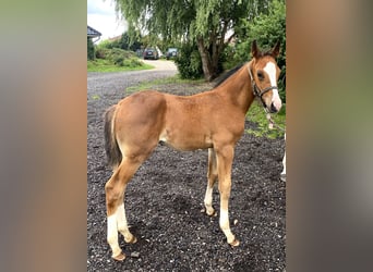 Holsteiner, Merrie, 14 Jaar, Schimmel