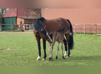Holsteiner, Merrie, 15 Jaar, 163 cm, Bruin