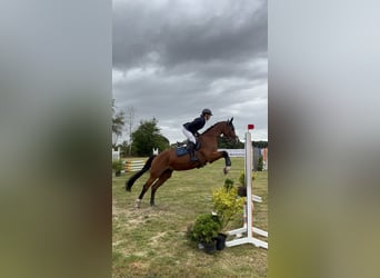 Holsteiner, Merrie, 15 Jaar, 163 cm, Bruin