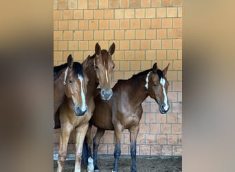 Holsteiner, Merrie, 15 Jaar, 163 cm, Bruin