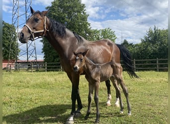 Holsteiner, Merrie, 15 Jaar, 164 cm, Bruin