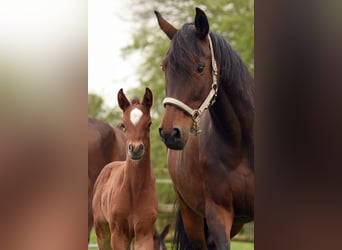 Holsteiner, Merrie, 15 Jaar, 164 cm, Bruin